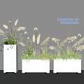 Modern Bonsai Potted Plants in White Planters with Ornamental Grasses and Shadows