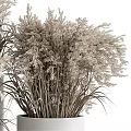 Dried Pampas Grass Decorative Potted Plants In White Ceramic Vases For Modern Home