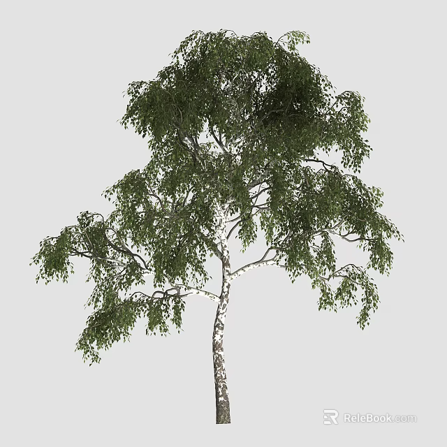 Tall Birch Arbor With Lush Green Foliage And White Textured Trunk 3d model 