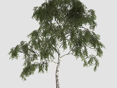 Tall Birch Arbor With Lush Green Foliage And White Textured Trunk 3d model