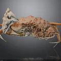 Coral Pink Spotted Crab With Intricate Shell And Extended Legs Isolated On Dark Background
