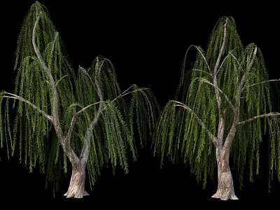 Lush Weeping Willow Trees Featuring Long Hanging Branches And Green Foliage 3d model