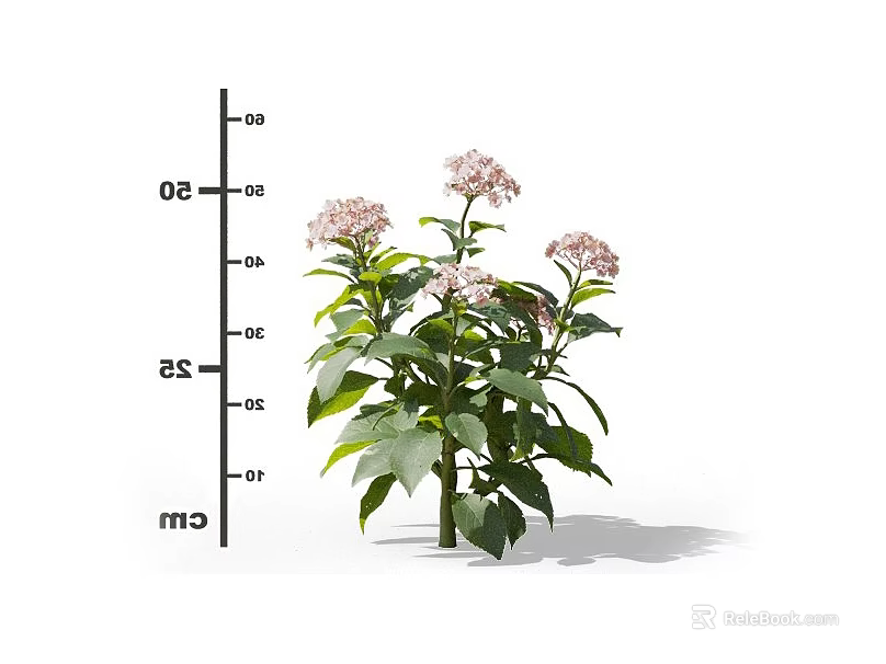 Pink Flower Plant With Green Leaves And Cm Ruler Showing Height 3d model 