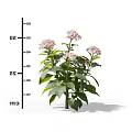 Pink Flower Plant With Green Leaves And Cm Ruler Showing Height