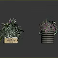 Various Types of Potted Plants with Green Purple Leaves and Decorative Pots