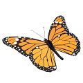 Monarch Butterfly Flying With Orange And Black Wings And White Spots