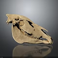 Detailed View Of Light Brown Animal Skull On Dark Background With Reflection