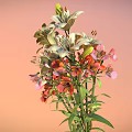 Bouquet of White Orange Pink Flowers With Green Leaves Tied With Red Pink Ribbon
