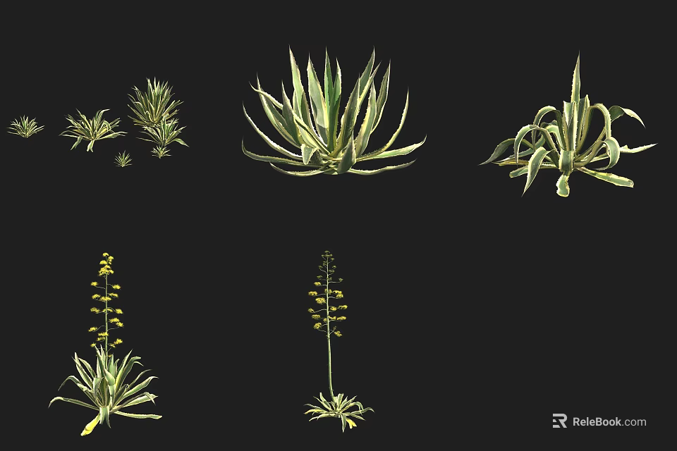 Various Succulent Plants With Diverse Leaf Shapes And Growth Patterns 3d model 