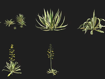 Various Succulent Plants With Diverse Leaf Shapes And Growth Patterns 3d model