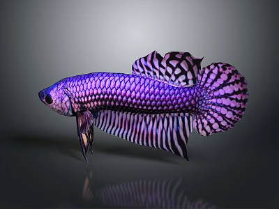 Vibrant Purple And Black Betta Fish With Gorgeous Fins And Scales 3d model