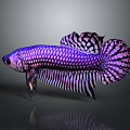Vibrant Purple And Black Betta Fish With Gorgeous Fins And Scales