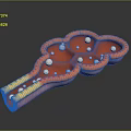 Detailed 3D Anatomical View of Hair Follicle Organ Structure with Red and White Cellular Components