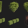 Various Types of Trimmed Shrubs in Different Shapes for Landscaping Design