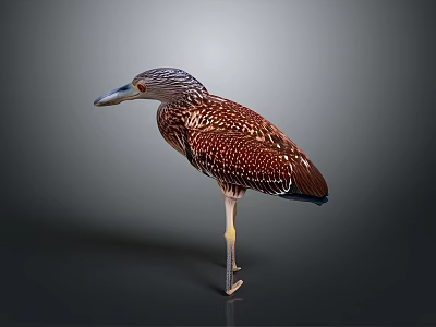 Brown Spotted Heron With Long Beak And Slender Legs Standing On Gray Background 3d model