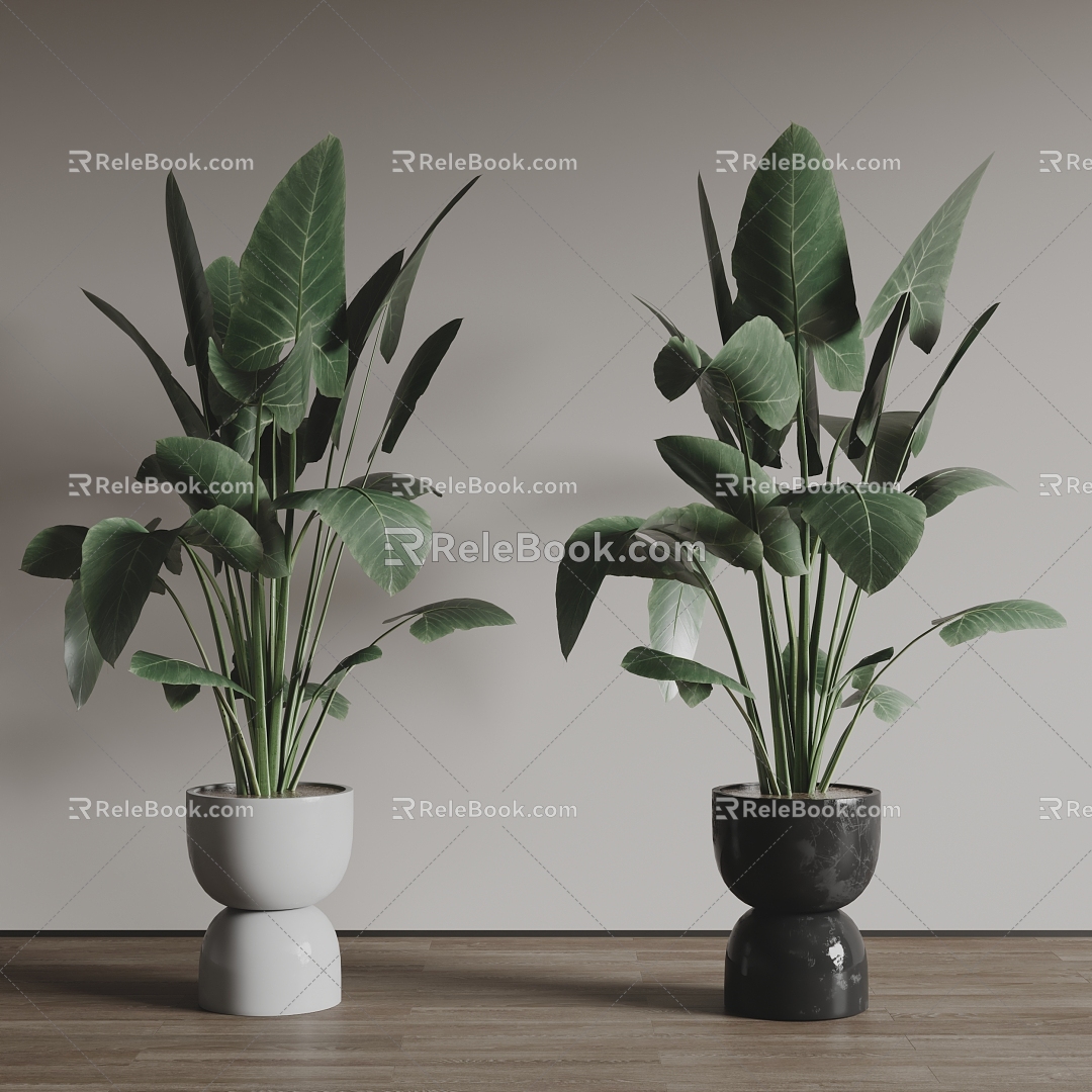 Plant potted combination green plant bonsai 3d model