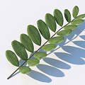 Fresh Green Compound Leaf With Multiple Leaflets On White Background And Shadow 3d model