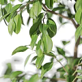 Indoor Garden Decor With Tall Green Plant In White Pot And Dense Fresh Glossy Leaves