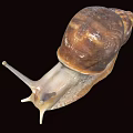Reptile Snail Featuring Brown Shell And White Body On Black Background