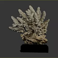 Natural Coral Sculpture With White Gray Texture On Black Wooden Base