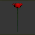 Beautiful Three Red Flowers with Green Stems Against Gray Background