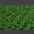 Lush Green Grass With Slender Leaves And Tiny White Flowers 3d model
