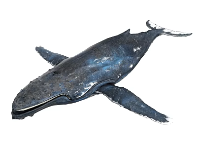 Majestic Blue Whale Swimming Gracefully In Vast Ocean Waters As Marine Wildlife 3d model