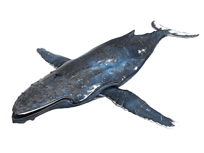 modern whale 3d model