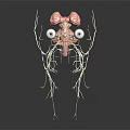 Detailed 3D Rendered Anatomical Structure With Brain Eyes And Networked Nerves