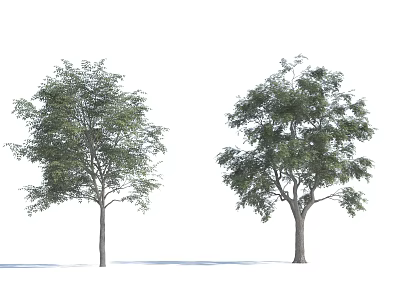 Two Arbor Trees with Lush Green Foliage and Strong Trunks in White Background 3d model