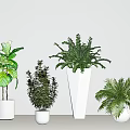 Various Green Potted Plants In White Pots On Minimalist Light Background