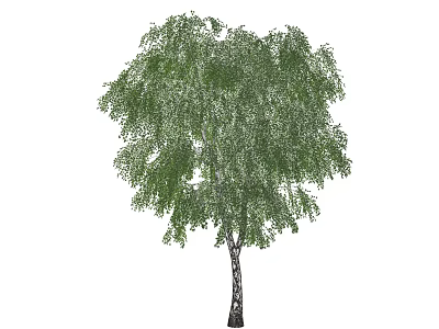 Tall Birch Tree With Lush Green Leaves And White Trunk In Nature 3d model