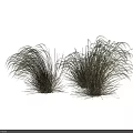 Two Clumps Of Ornamental Grass With Feathery Light Colored Leaves In Dark Background