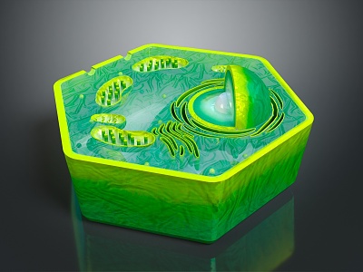 modern cell eukaryotic cell cross section cell structure cell tissue 3d model