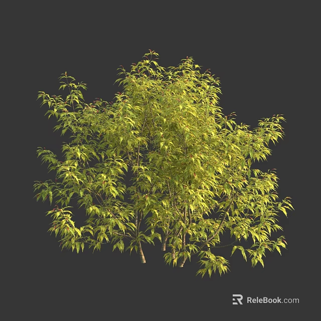 Lush Green Arbor With Dense Foliage And Multiple Branches Isolated On Dark Background 3d model 