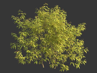 Lush Green Arbor With Dense Foliage And Multiple Branches Isolated On Dark Background 3d model