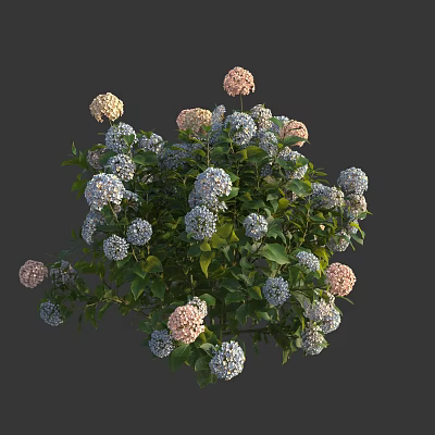 Blooming Hydrangea Flowers With Mixed Pink Blue White And Lush Green Leaves 3d model