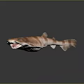 Brown and white striped shark with open mouth against dark background with clear reflection below