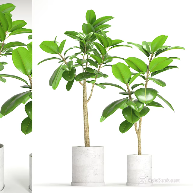 Lush Bonsai Potted Plant With Green Leaves And White Concrete Pot 3d model 