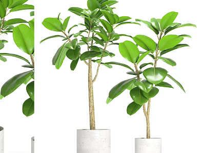 Lush Bonsai Potted Plant With Green Leaves And White Concrete Pot 3d model