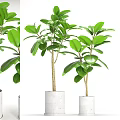 Lush Bonsai Potted Plant With Green Leaves And White Concrete Pot
