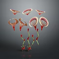 Unique Plant Structures Featuring Red Petals And Green Stems In Different Forms
