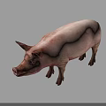 Pink Domestic Pig Standing On Gray Background With Natural Skin Texture 3d model