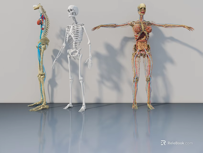 3D Human Limb Organs Anatomy Model With Skeleton And Muscle Details 3d model 