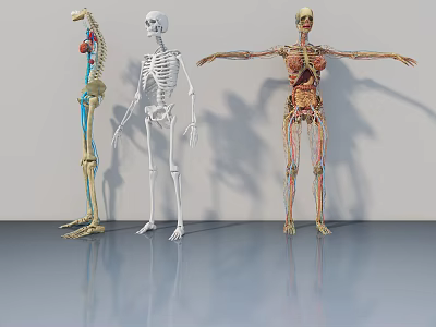 3D Human Limb Organs Anatomy Model With Skeleton And Muscle Details 3d model