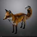 Red Fox With Orange Fur White Underbelly White Tail Tip Standing On Gray Background