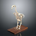 Complete Bird Skeleton Displayed on Wooden Base with Dark Background