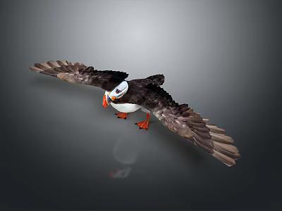 Black and White Puffin with Orange Beak and Webbed Feet Spreading Wings in Flight 3d model