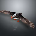 Black and White Puffin with Orange Beak and Webbed Feet Spreading Wings in Flight