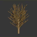 Minimalist Decorative Wooden Tree With Delicate Branches On Dark Background